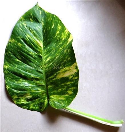 Leaf